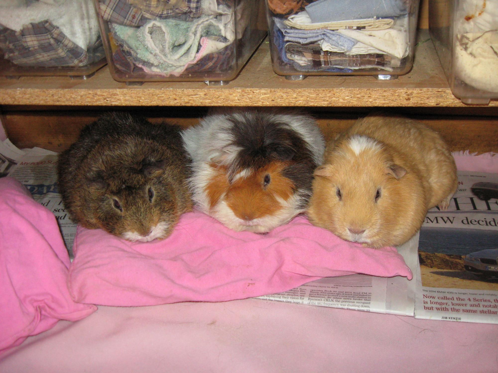 [Image: 1134_c2db.JPG?c=7e64]