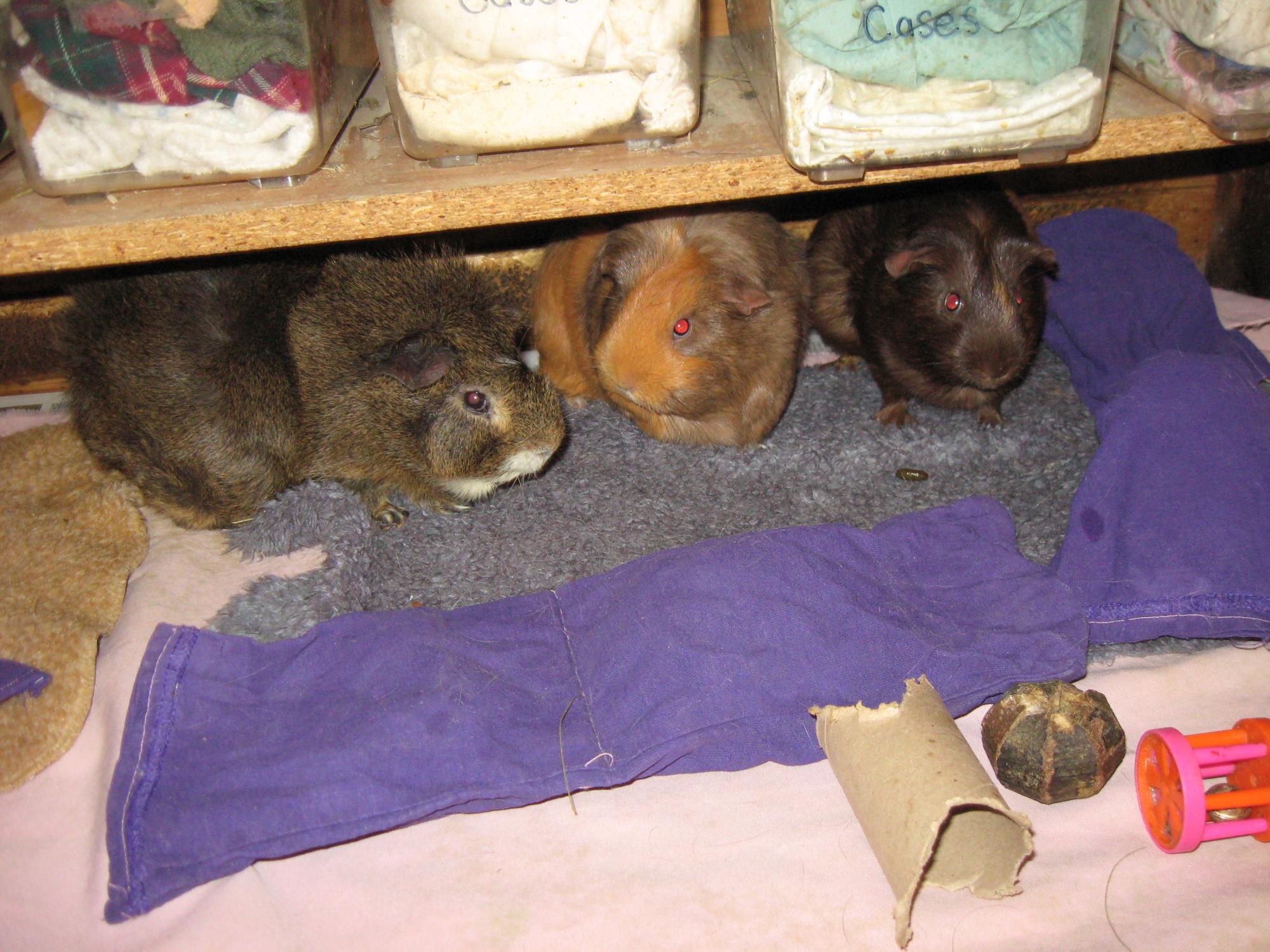 [Image: 1137_892d.JPG?c=7eb9]